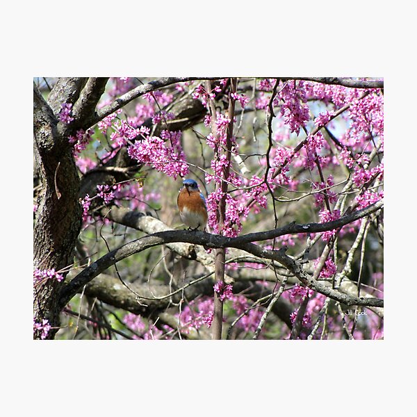 Item preview, Eastern Bluebird (Sialia sialis) 8 designed and sold by JAX1PIX.