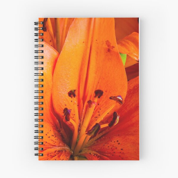 Item preview, Asiatic Lily - 2 designed and sold by BGSPhoto.