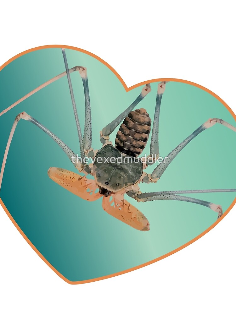 Amblypygi love - Acanthophrynus coronatus by thevexedmuddler