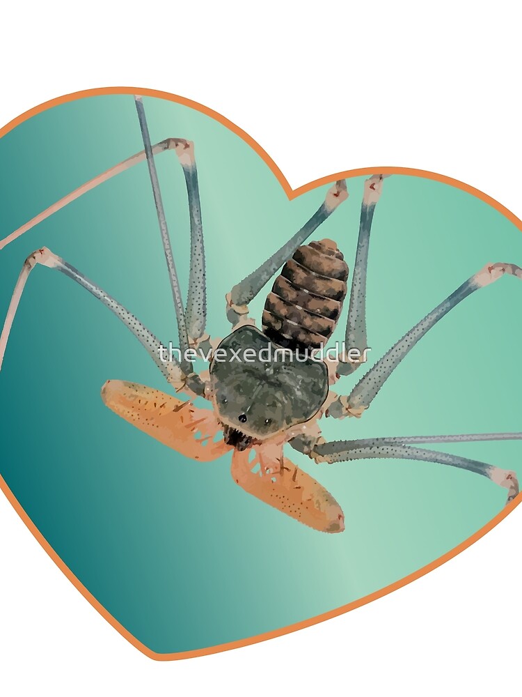 Amblypygi love - Acanthophrynus coronatus by thevexedmuddler