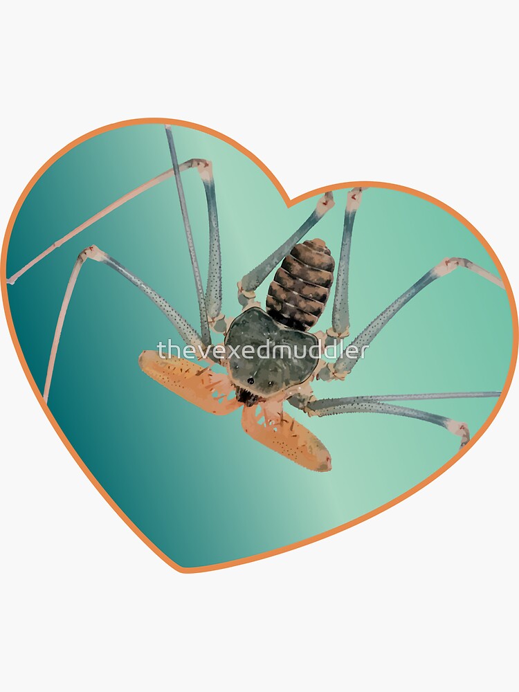 Amblypygi love - Acanthophrynus coronatus by thevexedmuddler