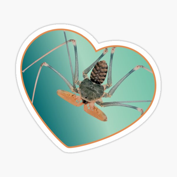 Amblypygi love - Acanthophrynus coronatus Sticker
