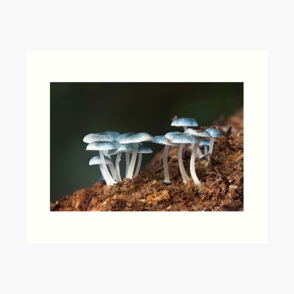 Mycena interrupta Art Print