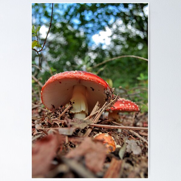 Item preview, Amanita Twins designed and sold by monkeypolice.