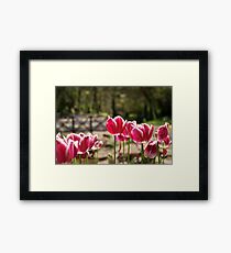 Tulips Framed Print