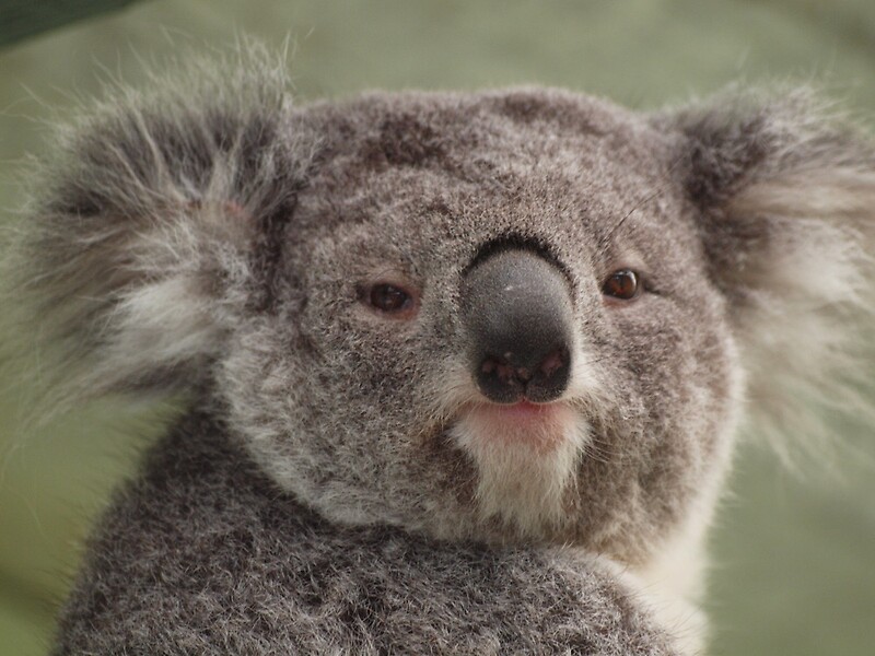 Коалом. Милые мордашки коал. Мордашка коалы.