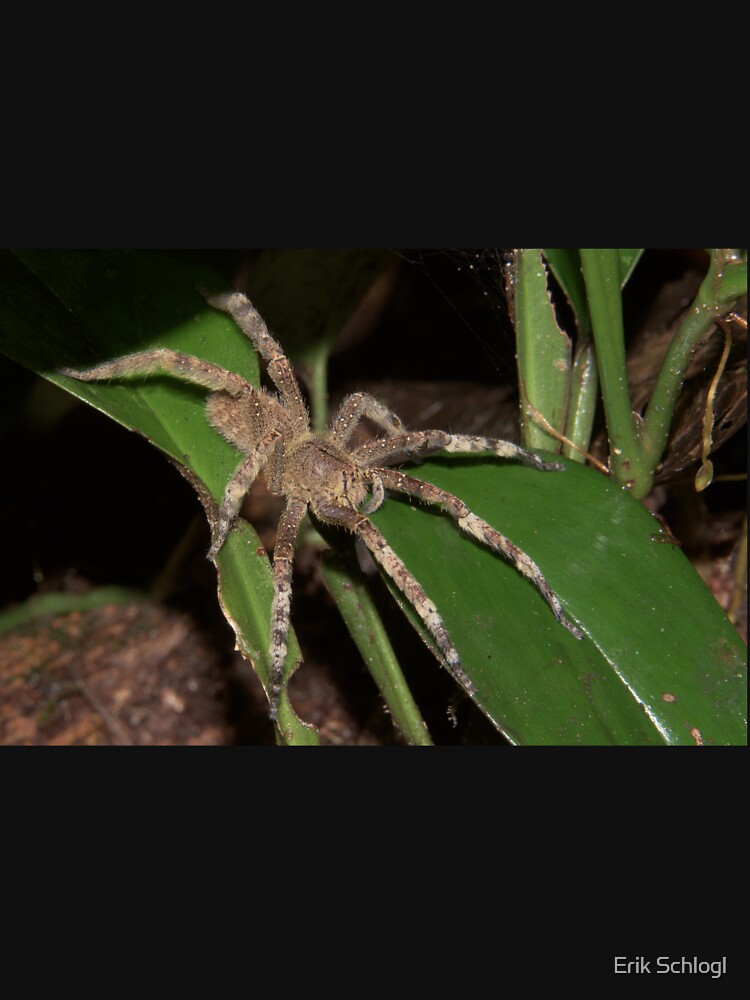 Brazilian wandering spider, Peru by eschlogl