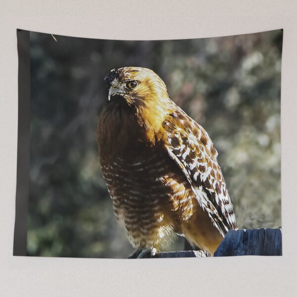 Item preview, Young Red Tailed Hawk designed and sold by heatherfriedman.