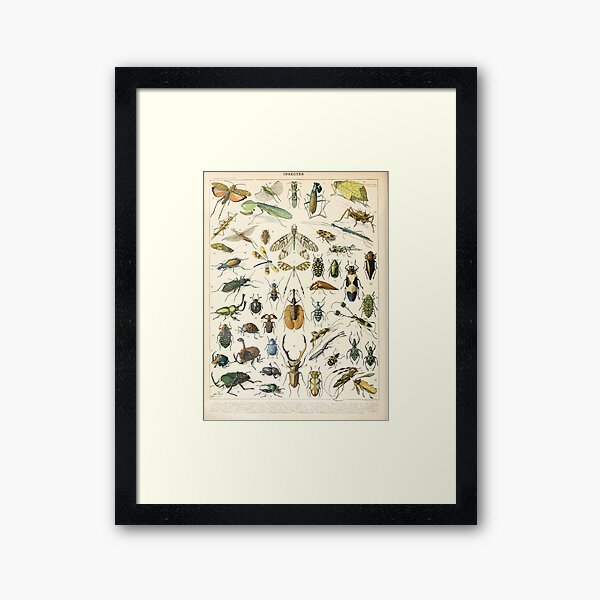 Item preview, Adolphe Millot insectes A designed and sold by wetdryvac.