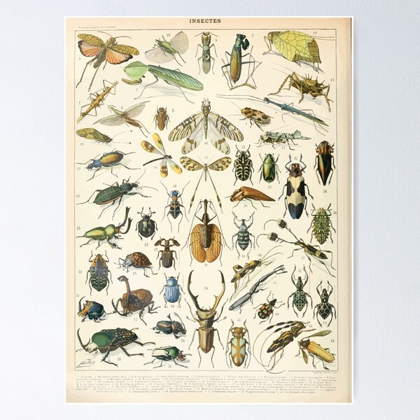 Item preview, Adolphe Millot insectes A designed and sold by wetdryvac.