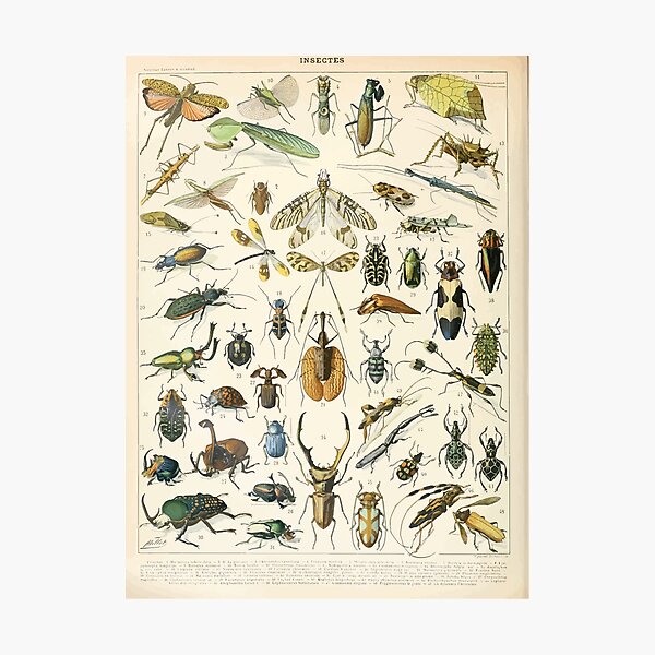 Item preview, Adolphe Millot insectes A designed and sold by wetdryvac.