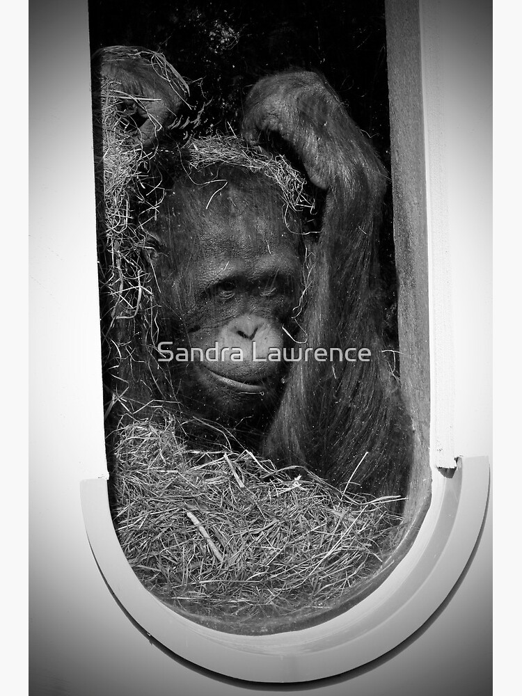 Help! by sandrafarrow