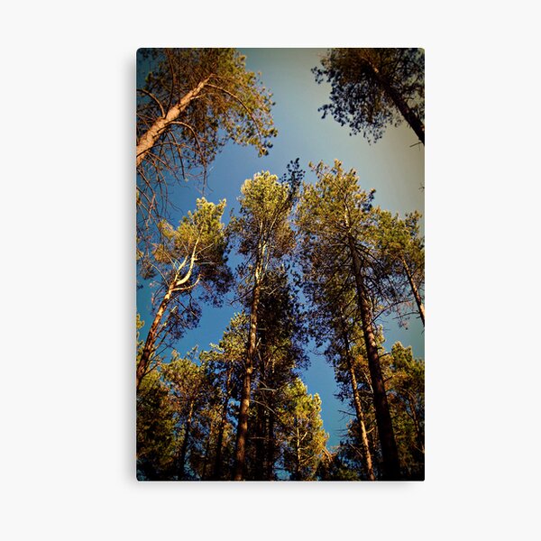 Item preview, Tree Tops. designed and sold by Aj Finan.