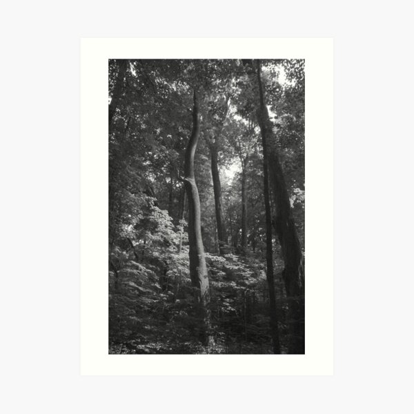 The Grandeur Of Nature Art Print