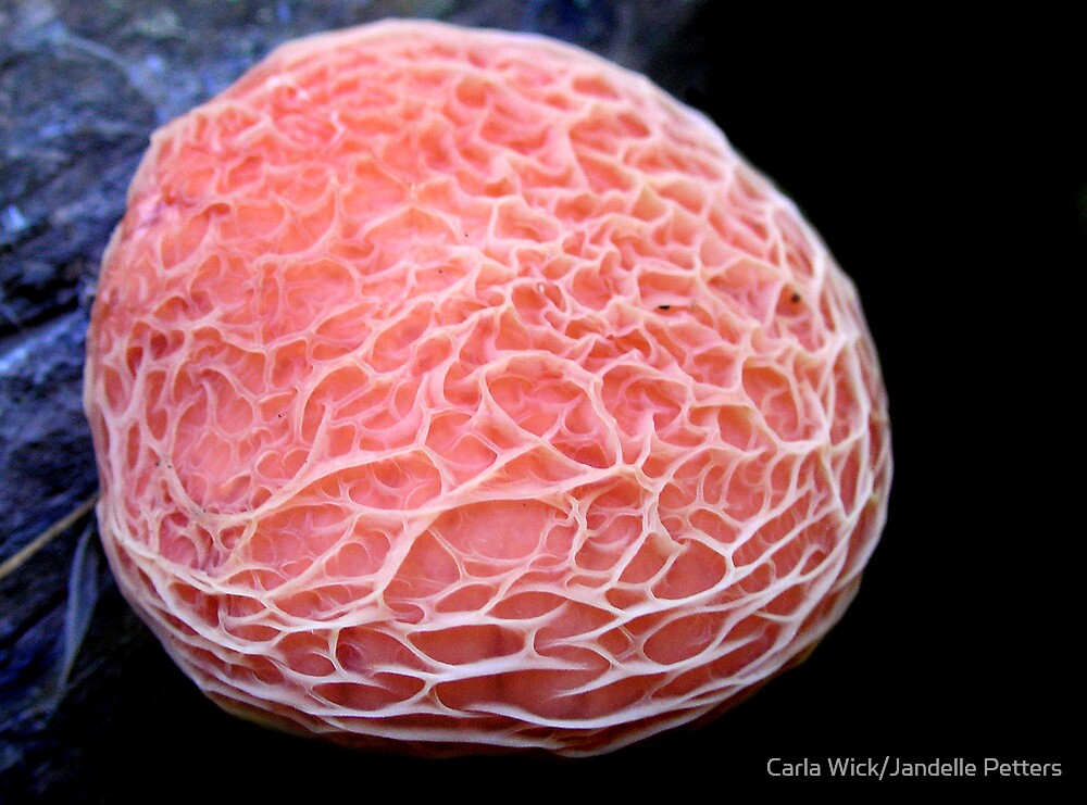 "Alien Skin" by Carla Wick/Jandelle Petters | Redbubble