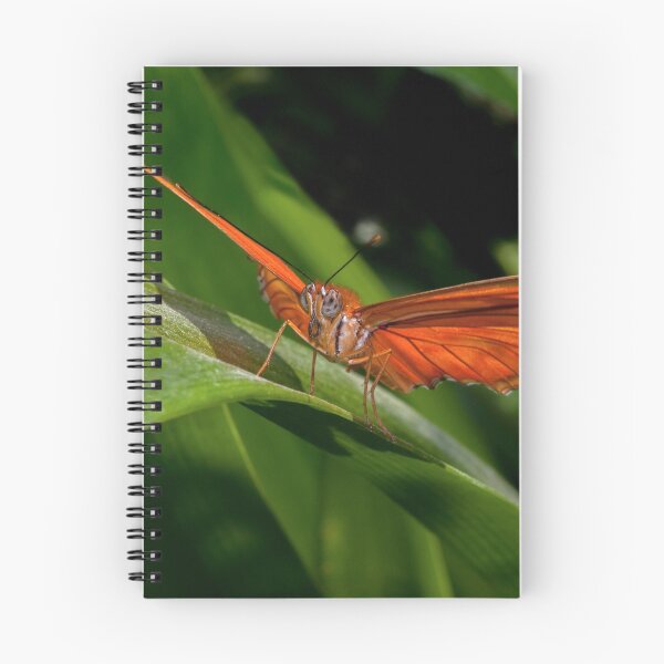 Item preview, Julia Heliconian butterfly, (Dryas Iulia) designed and sold by Eyal Nahmias.