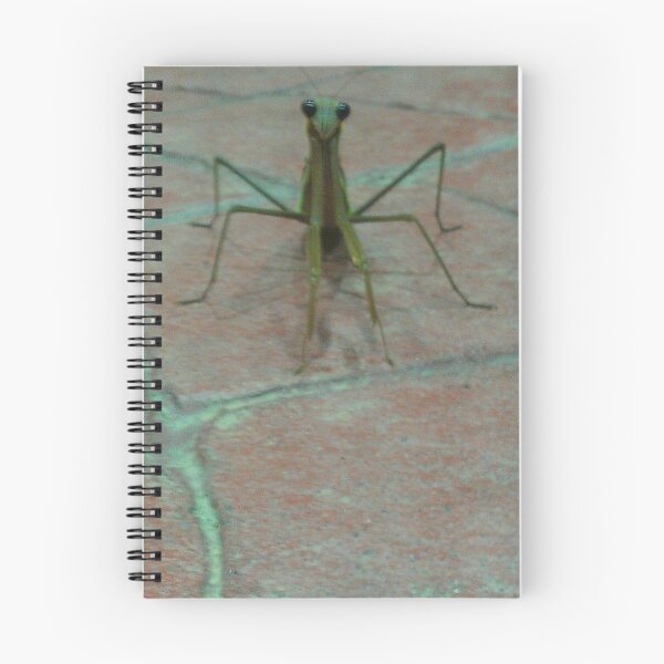 Item preview, Friendly Mantis 1 designed and sold by Creating Curiosity.