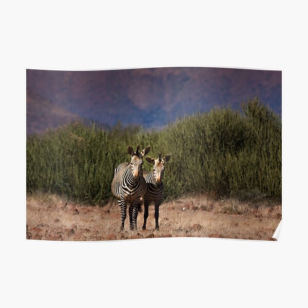 Etendeka stripe by stripe Poster