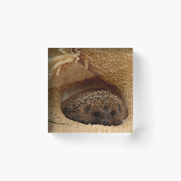 Item preview, Hedgehogs ~ come cuddle ~ designed and sold by laura-S.