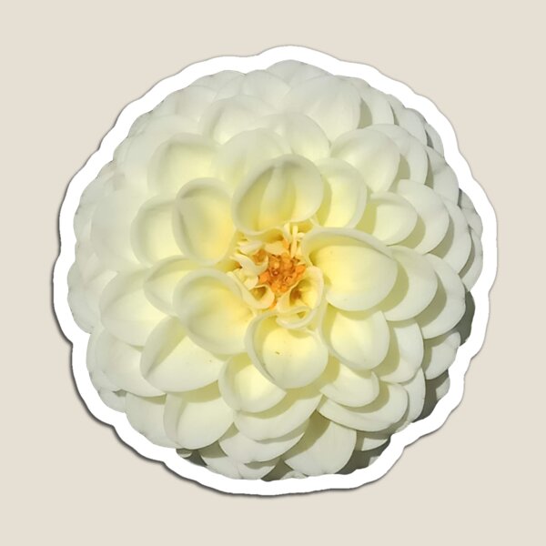 White dahlia Magnet