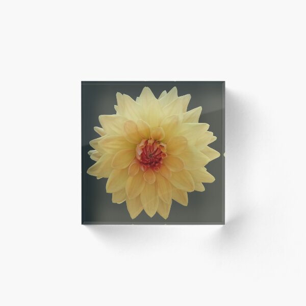 Yellow dahlia Acrylic Block