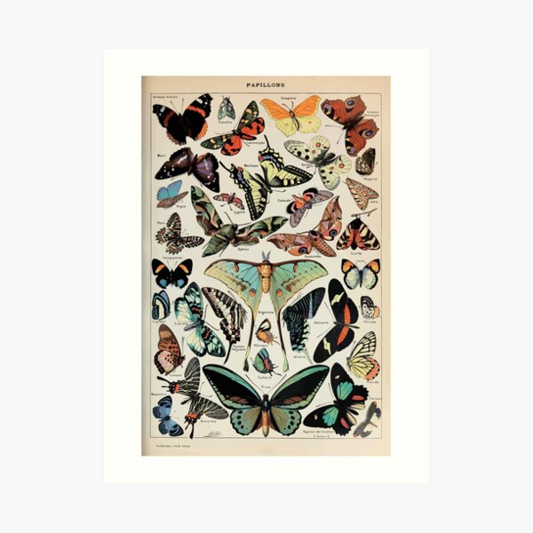 Adolphe Millot papillons pour tous Art Print