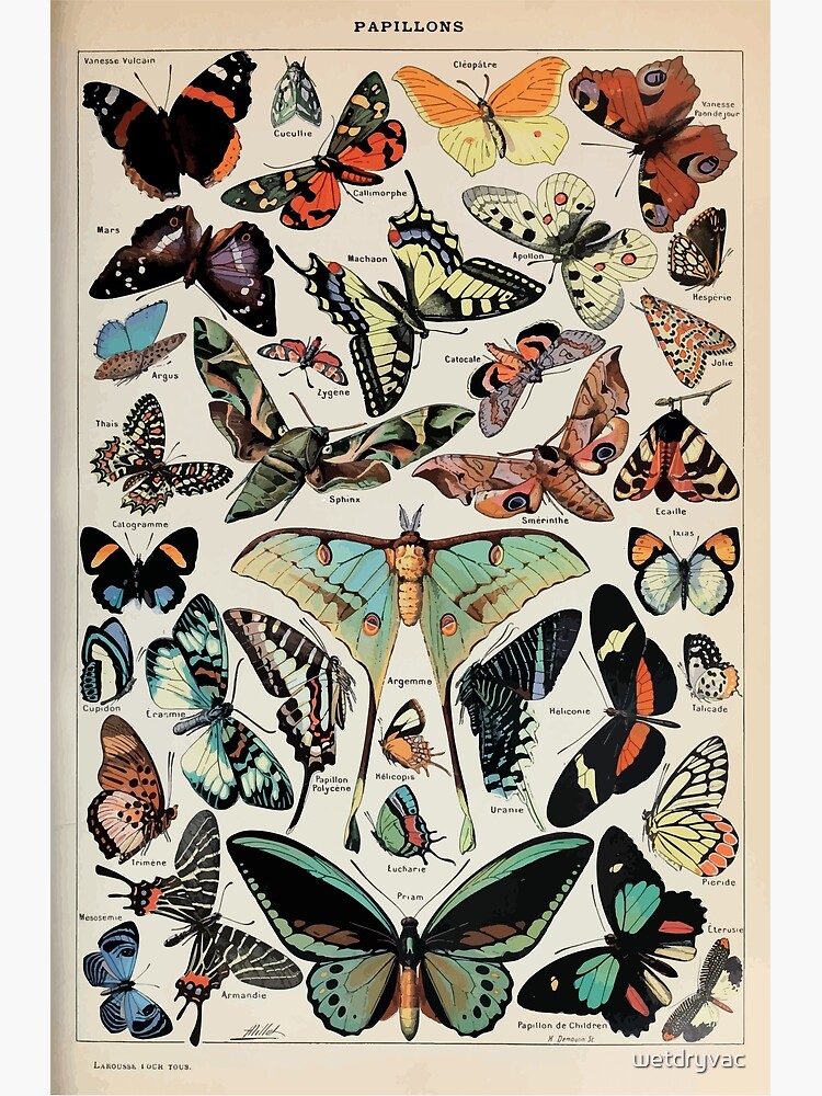 Adolphe Millot papillons pour tous by wetdryvac