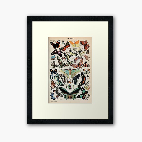 Adolphe Millot papillons pour tous Framed Art Print