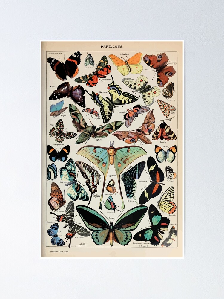 Alternate view of Adolphe Millot papillons pour tous Poster