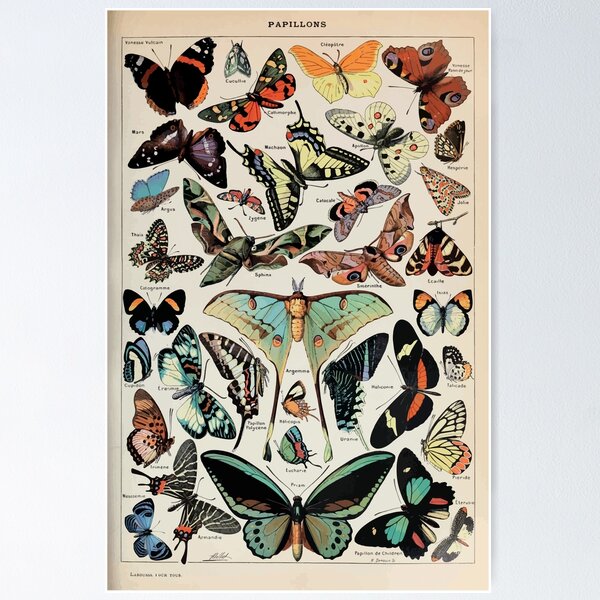 Item preview, Adolphe Millot papillons pour tous designed and sold by wetdryvac.