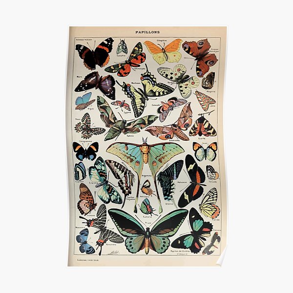 Adolphe Millot papillons pour tous Poster