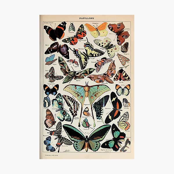 Adolphe Millot papillons pour tous Photographic Print