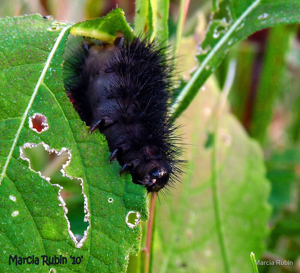 "Giant Leopard Moth Caterpillar" by Marcia Rubin Redbubble
