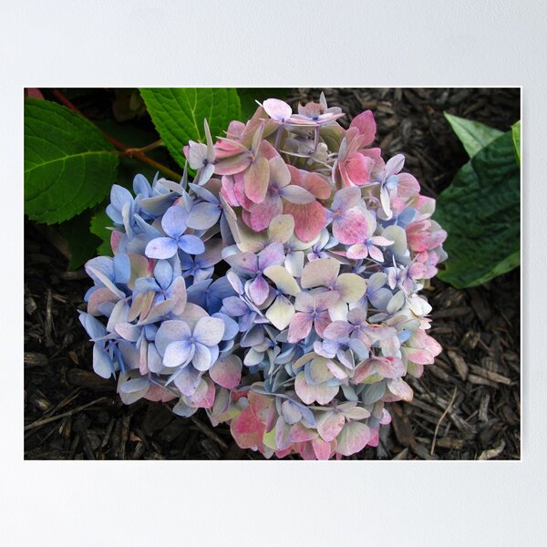 Item preview, Multi-tasking Hydrangea designed and sold by MarianBendeth.