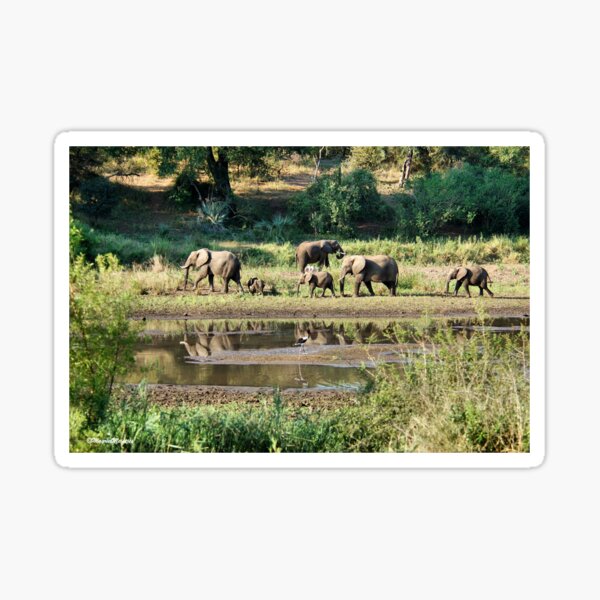 ELEPHANT REFLECTIONS - KRUGER NATIONAL PARK Sticker