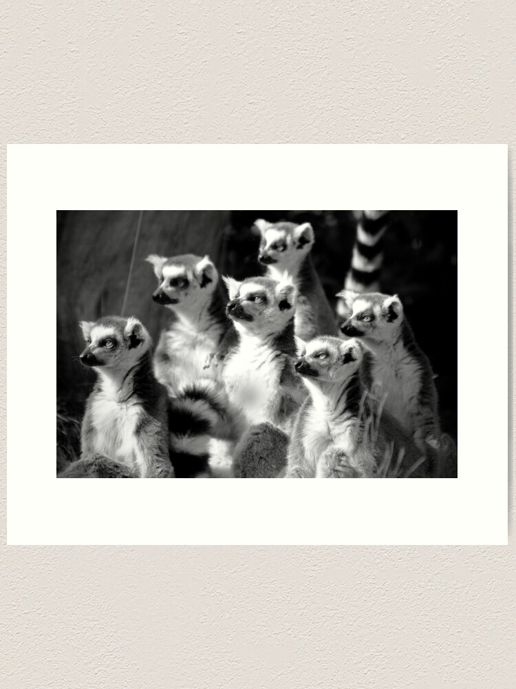 Alternate view of Lemurs Art Print