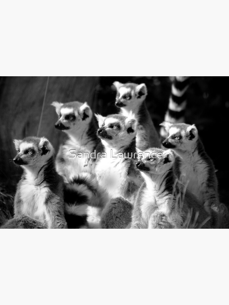 Lemurs by sandrafarrow