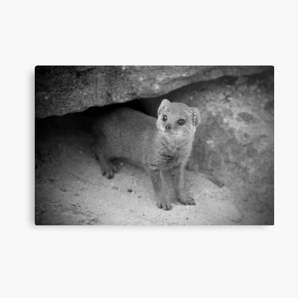 Innocence Metal Print