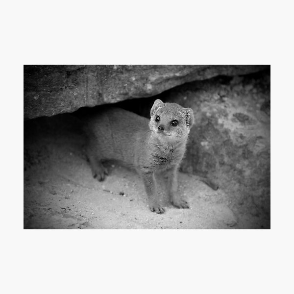 Innocence Photographic Print