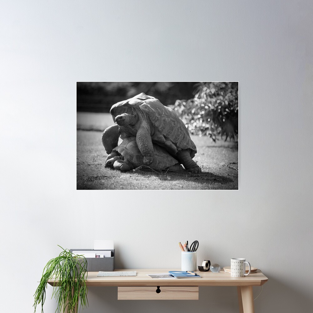 Love in a Wildlife Park Poster