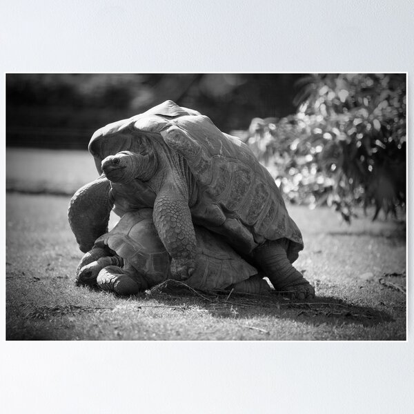 Love in a Wildlife Park Poster