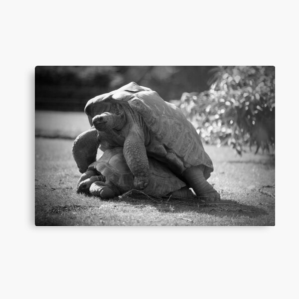 Love in a Wildlife Park Metal Print