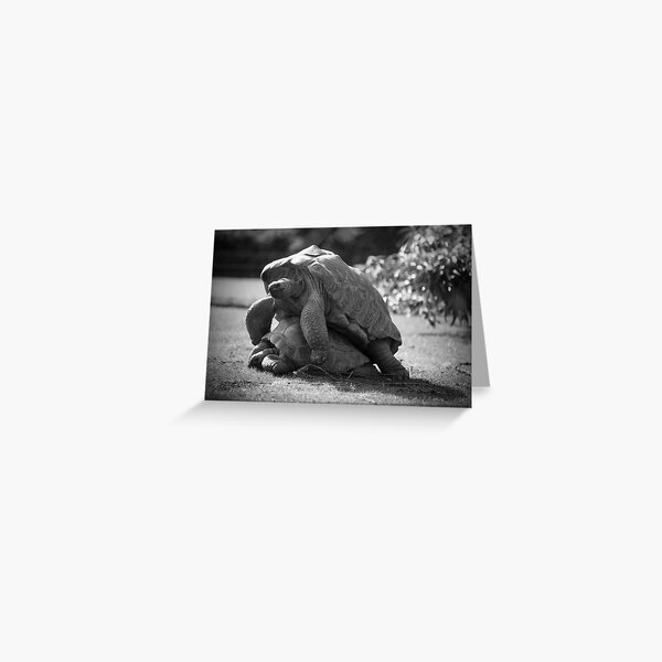 Love in a Wildlife Park Greeting Card