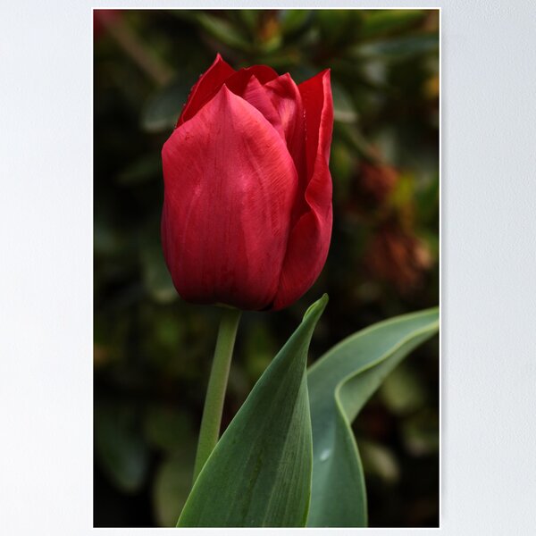Item preview, Tulip designed and sold by Russell Jenkins.