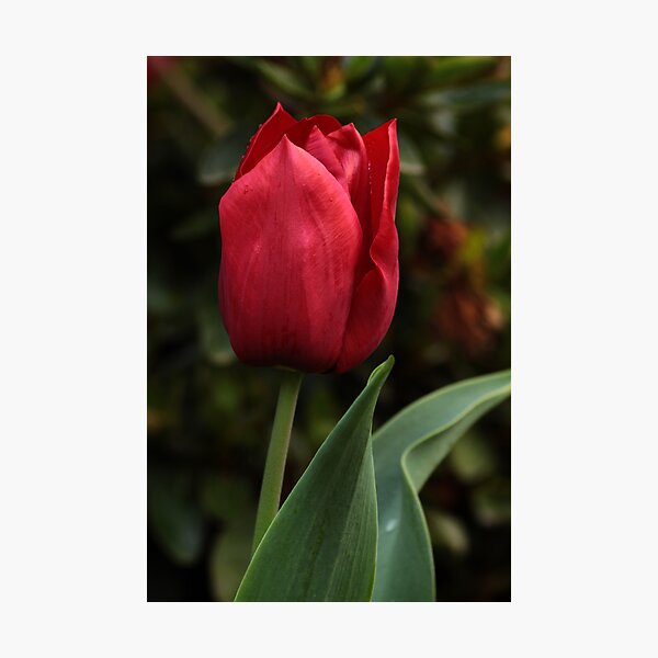 Artikelvorschau, Tulip entworfen und verkauft von Russell Jenkins.
