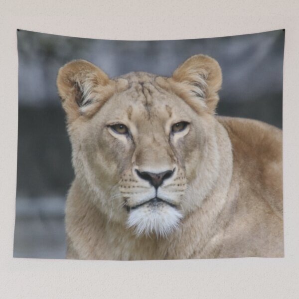 Item preview, Lion 004 designed and sold by JAMFoto.