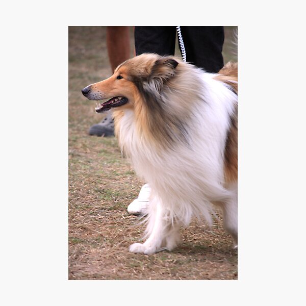 Lassie - A Dog With Colorful Background