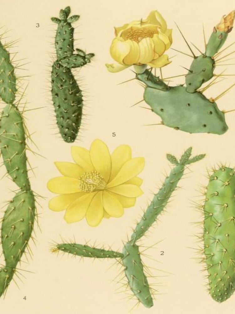 Vintage Botanical Cacti by bluespecsstudio