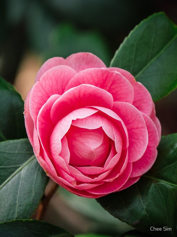 "Pink Perfection Camellia Japonica Blooms in Spring" T-shirt by cheesim