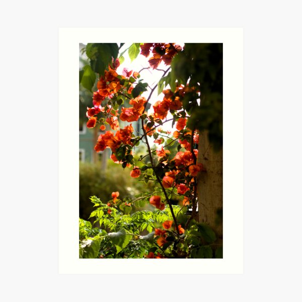 Bougainvillea Art Print